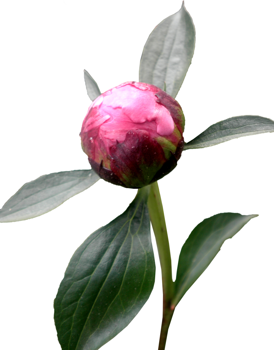 Budding Peony Flower PNG Image