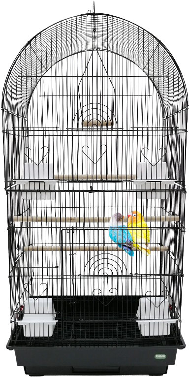 Budgiein Cage Home PNG Image