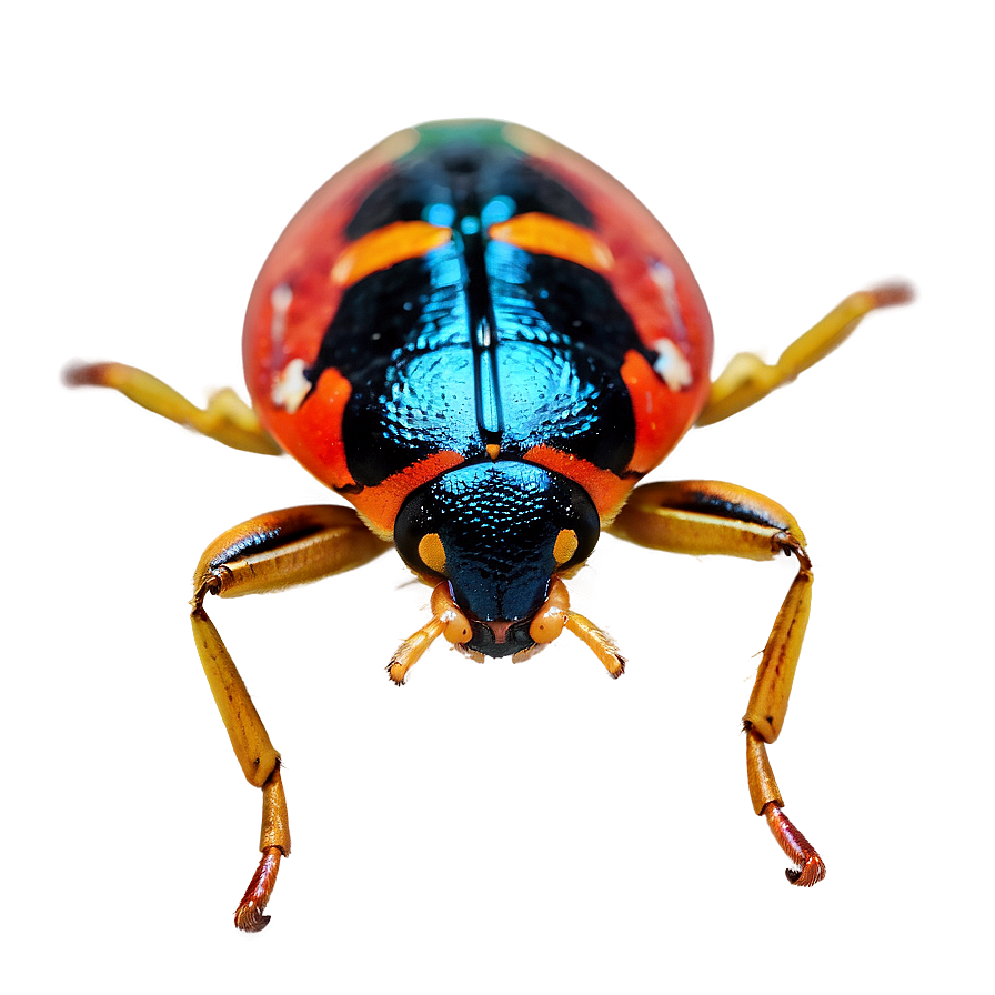 Bug Closeup Png 67 PNG Image