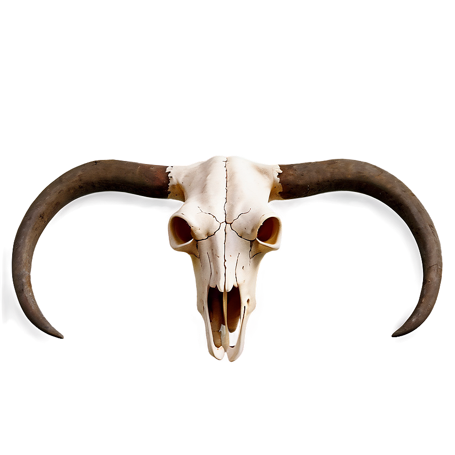 Bull Skull Illustration Png 77 PNG Image