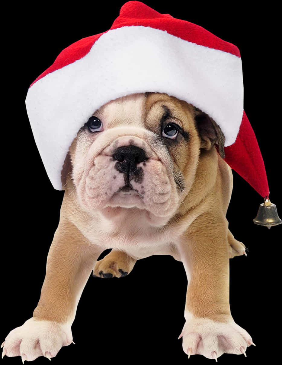 Bulldog Puppyin Santa Hat PNG Image