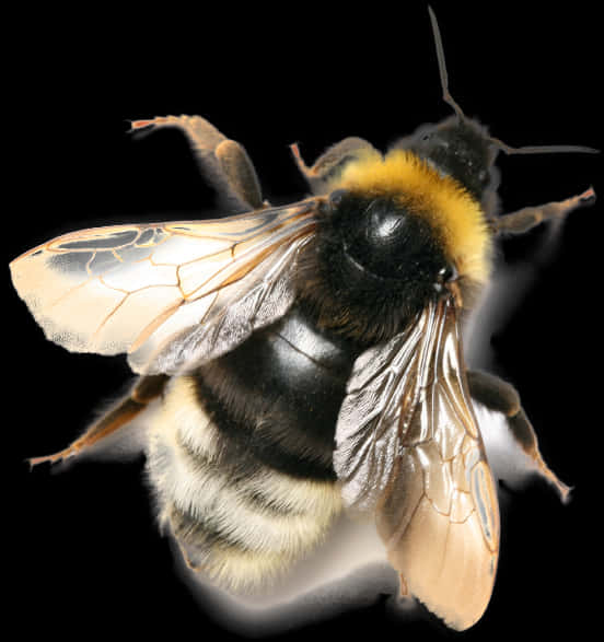 Bumblebee_ Closeup PNG Image