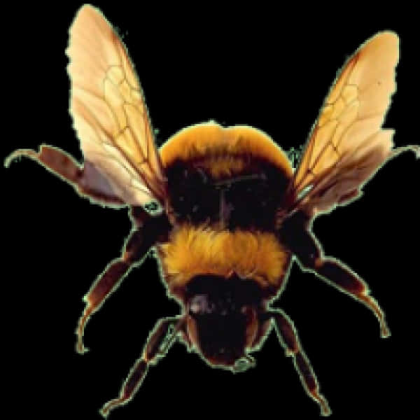 Bumblebee In Flight.png PNG Image