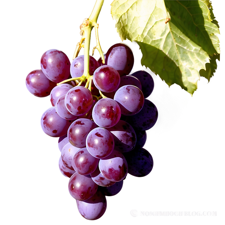 Bunch Of Grapes Png Ajp PNG Image