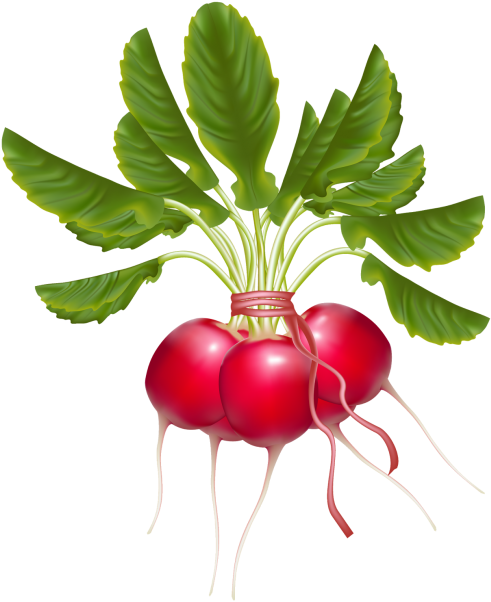 Bunchof Fresh Radishes PNG Image