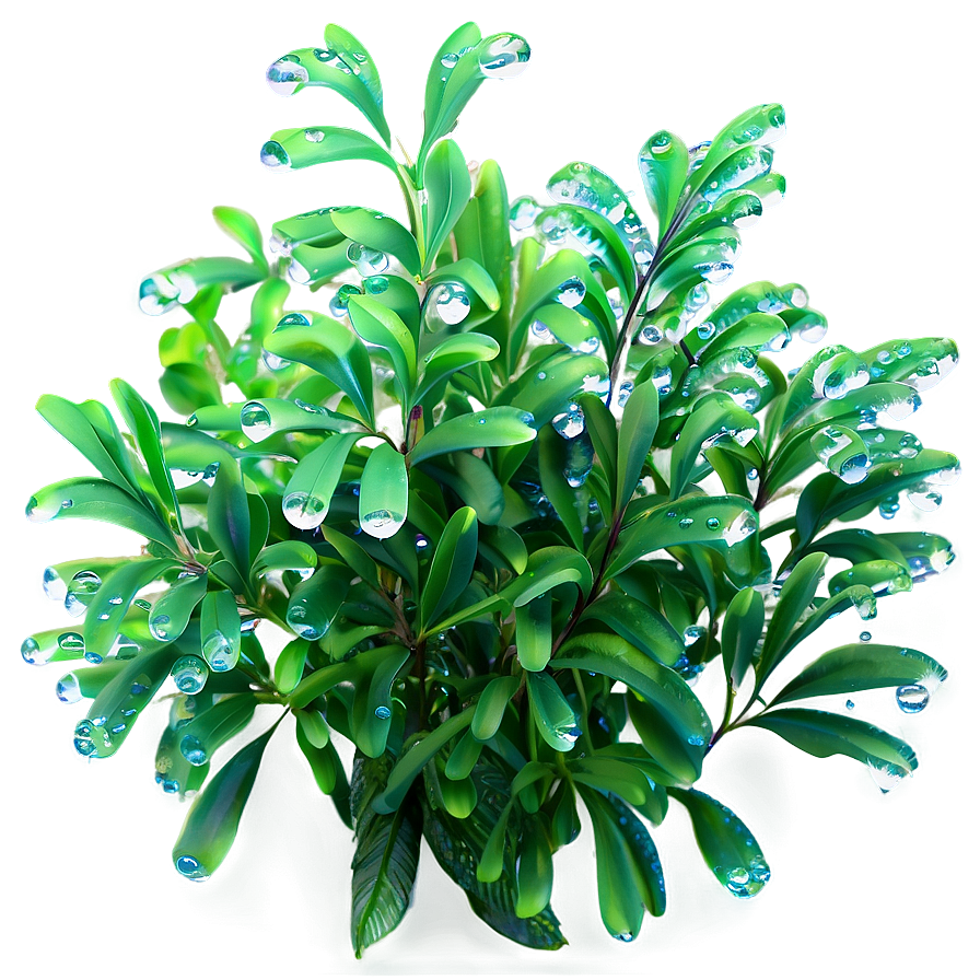 Bush With Dewdrops Png Eio21 PNG Image