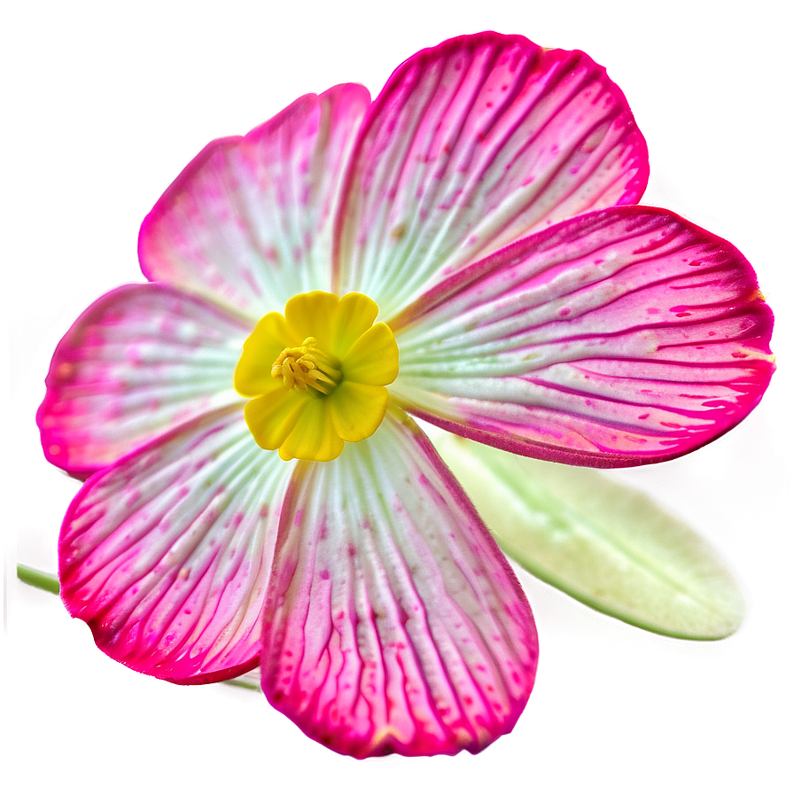 Buttercup Macro Png 06252024 PNG Image