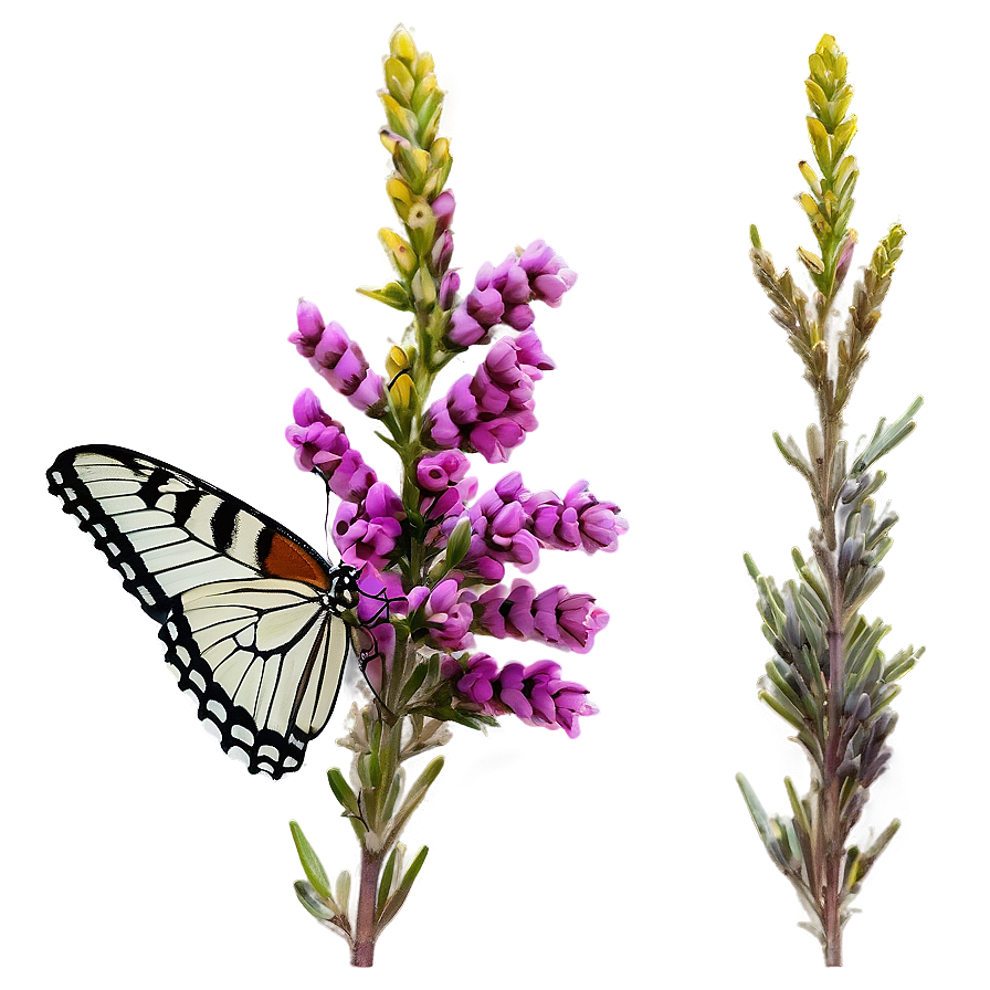 Butterfly On Heather Png 06122024 PNG Image