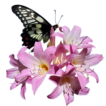 Butterflyon Pink Lilies PNG Image