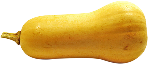 Butternut Squash Isolated PNG Image