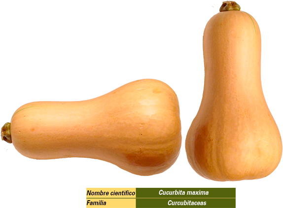 Butternut Squash Varieties PNG Image