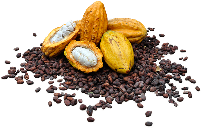 Cacao Podsand Beans PNG Image