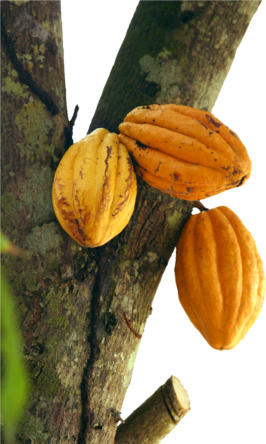 Cacao Podson Tree PNG Image