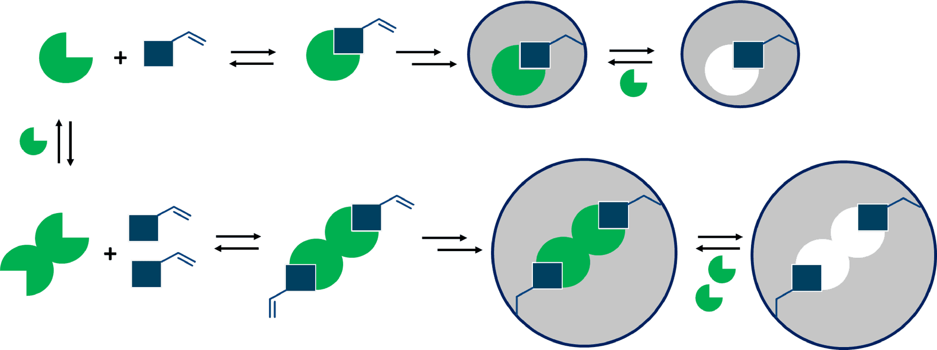 Caffeine Metabolism Process Diagram PNG Image