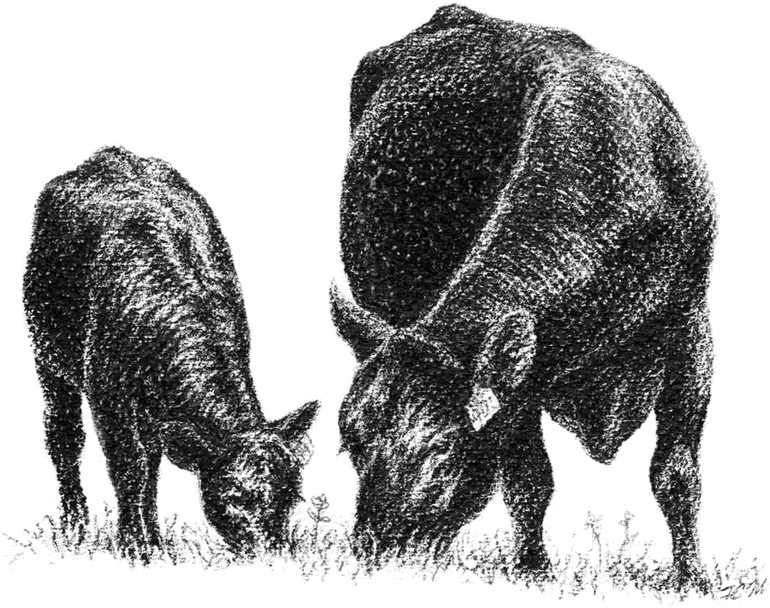 Calfand Cow Grazing Sketch PNG Image