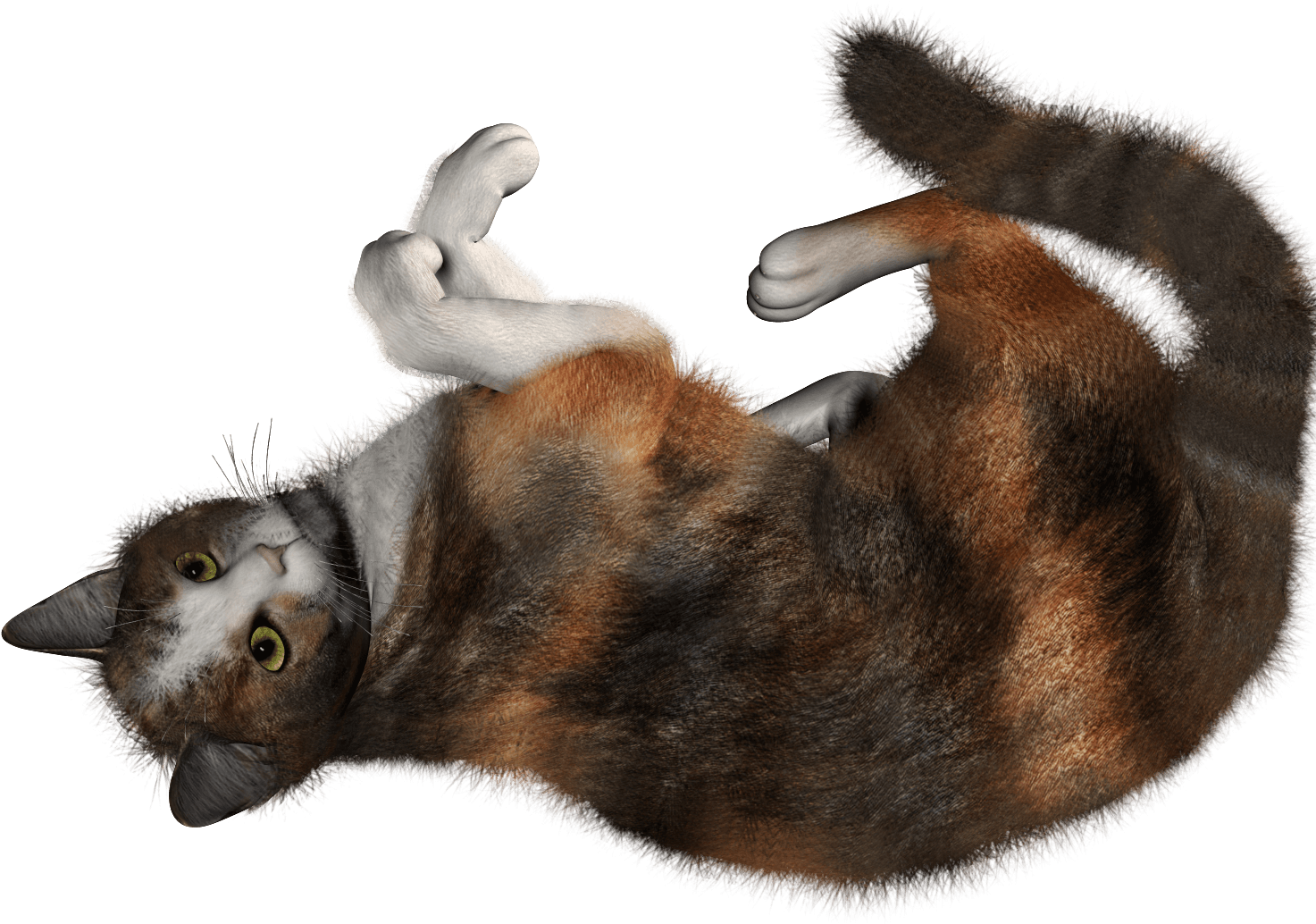 Calico Cat Lying On Back PNG Image