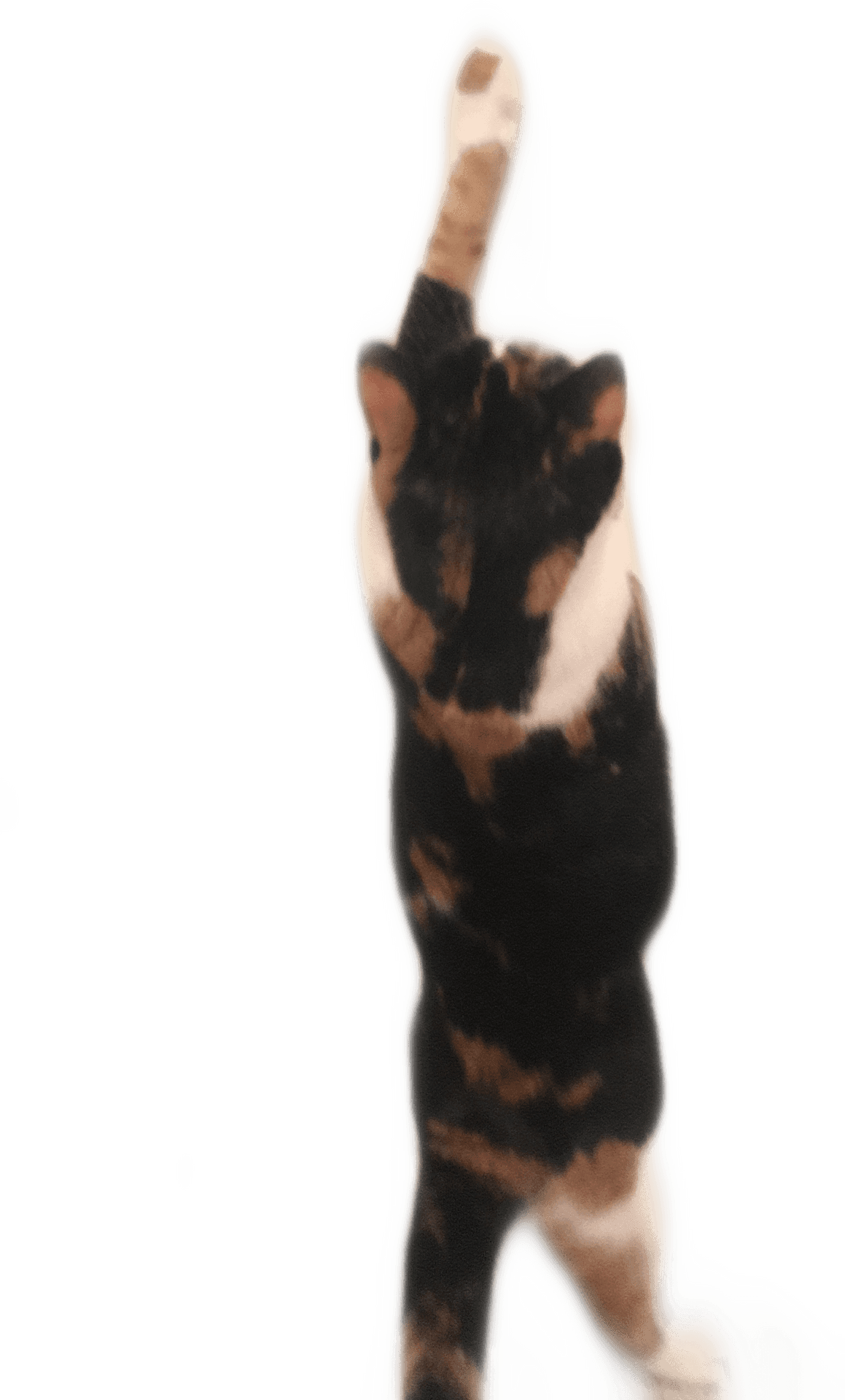 Calico Cat Raising Paw PNG Image