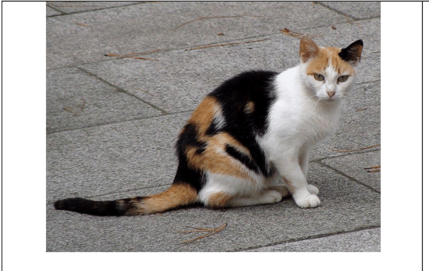 Calico Cat Sittingon Pavement PNG Image