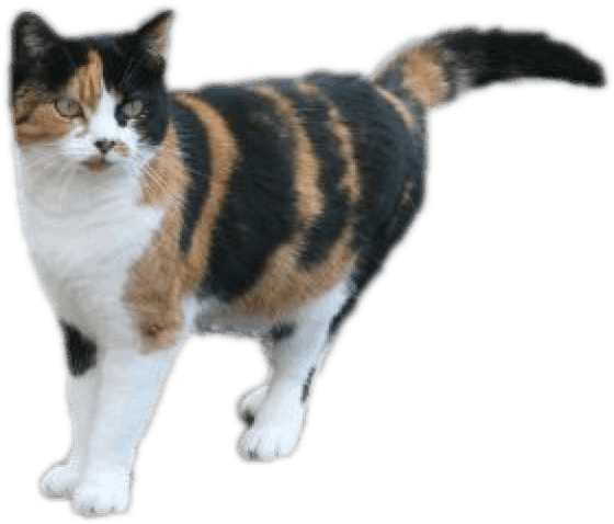 Calico Cat Standing Side View PNG Image