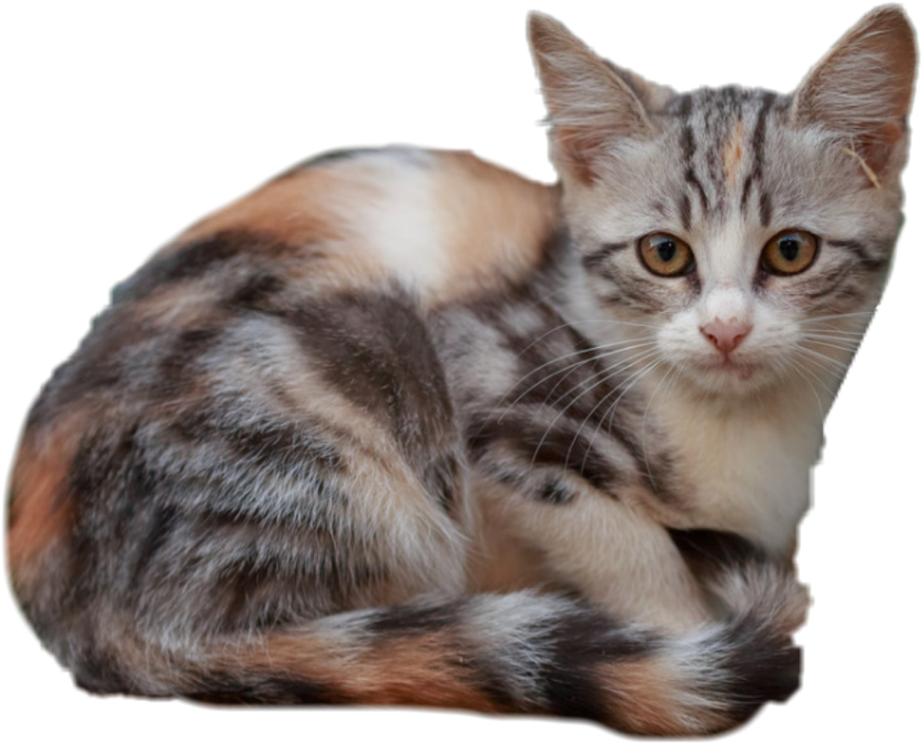 Calico Kitten Curled Up PNG Image