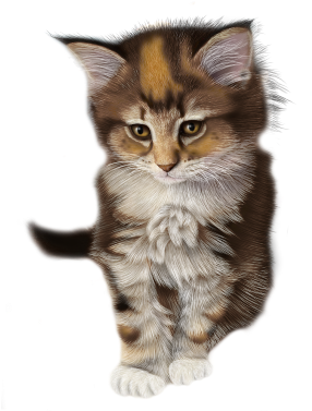 Calico Kitten Illustration PNG Image