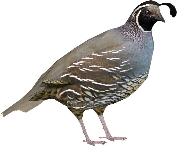 California Quail Profile PNG Image