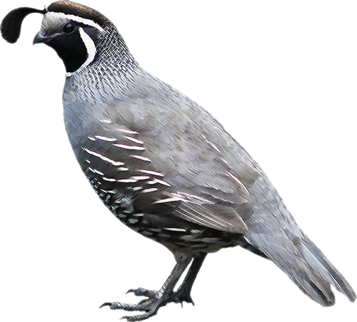 California Quail Profile PNG Image