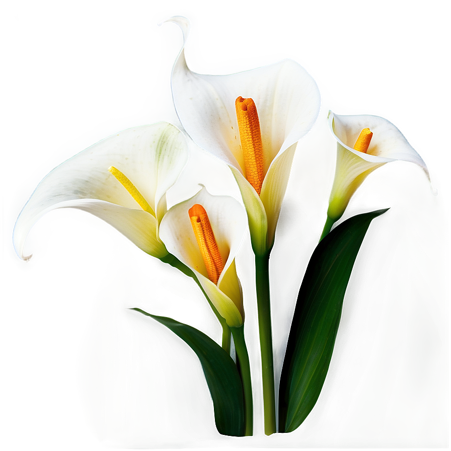 Calla Lily Arrangement Png 57 PNG Image