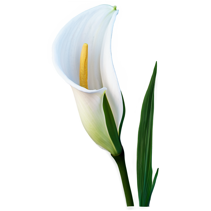 Calla Lily Flower Png 93 PNG Image