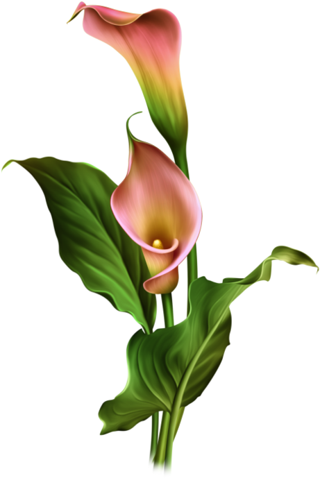 Calla Lily Flowers Artwork PNG Image