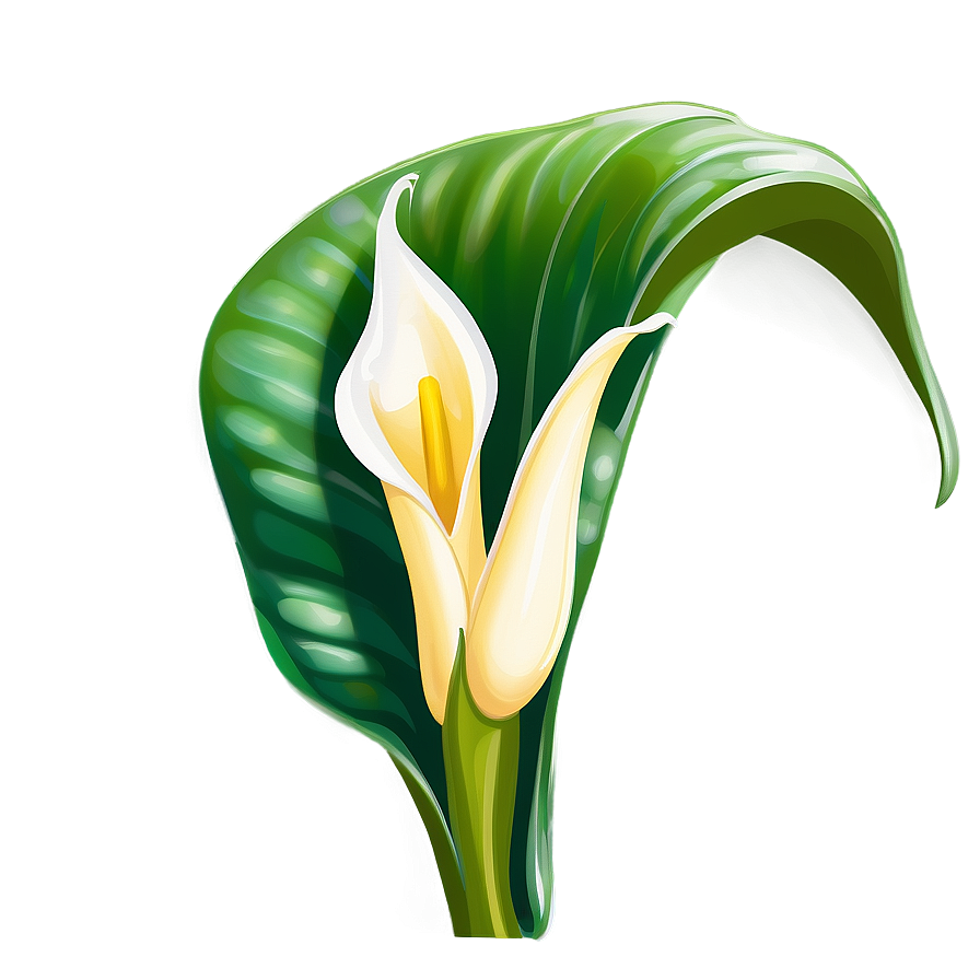 Calla Lily Sketch Png Tgs PNG Image