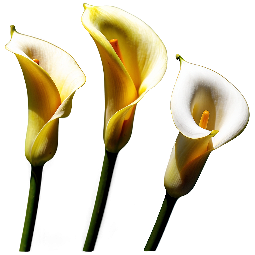 Calla Lily Sketch Png Uah PNG Image