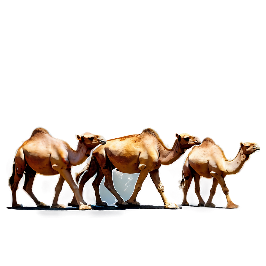 Camel Herd Png 05212024 PNG Image