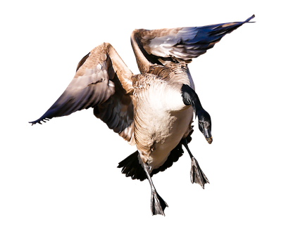 Canada Goose In Flight Black Background PNG Image