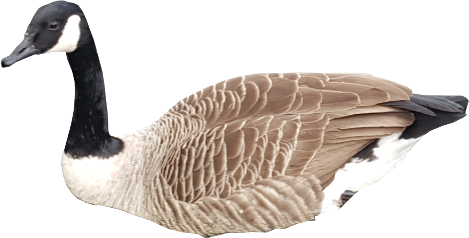 Canada Goose Profile PNG Image