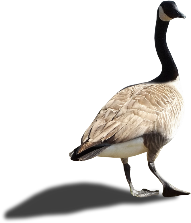 Canada Goose Profile Walking PNG Image