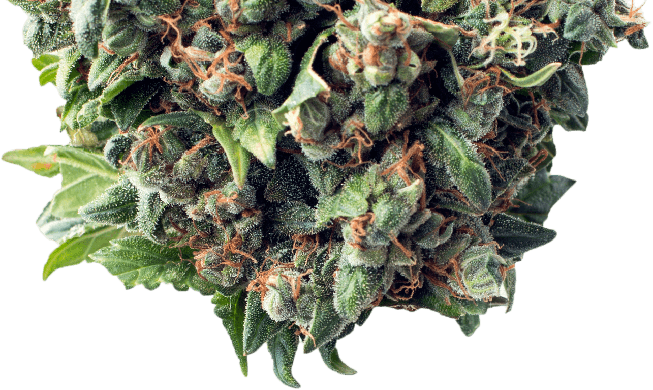 Cannabis Bud Closeup PNG Image