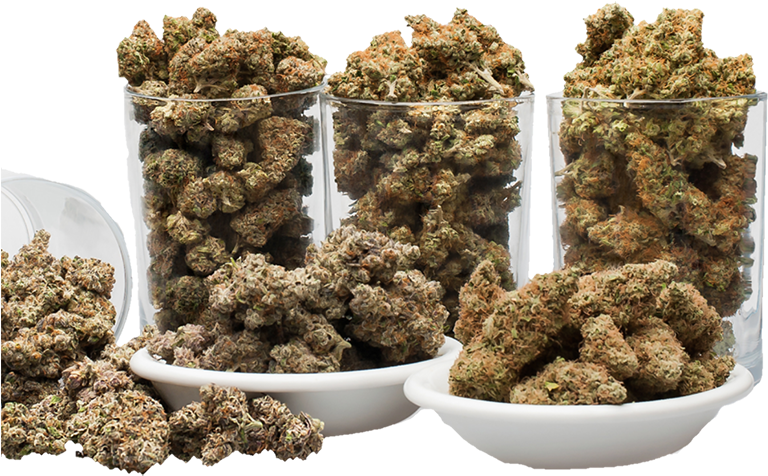 Cannabis Buds Display PNG Image