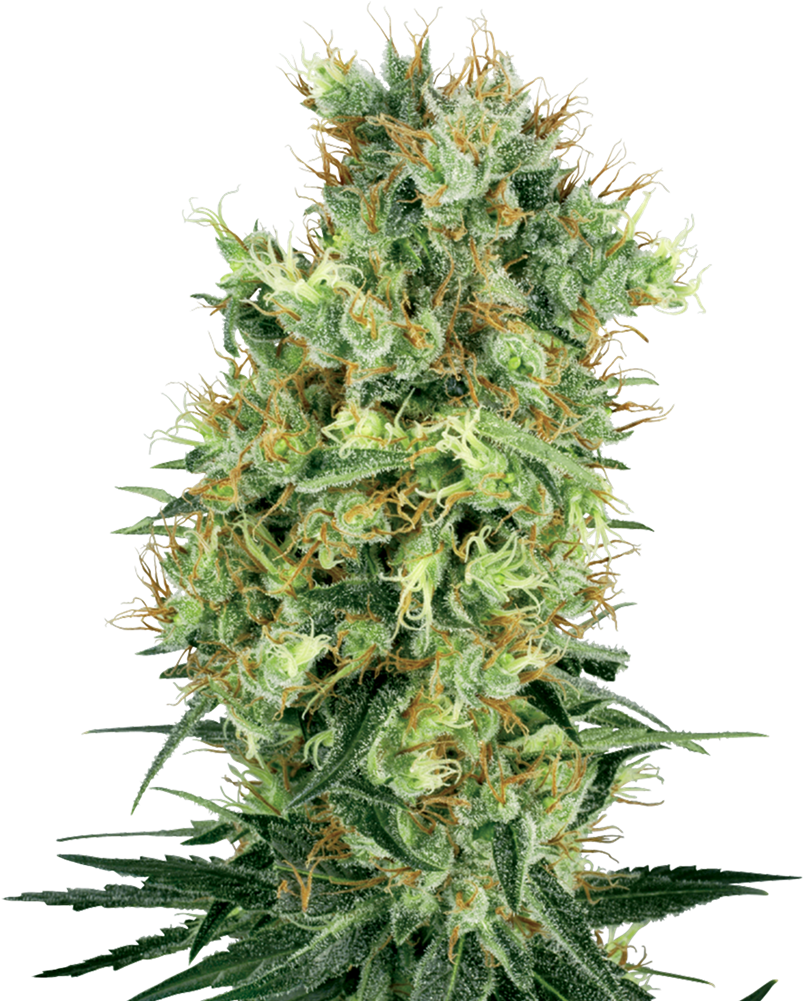 Cannabis Flower Closeup PNG Image