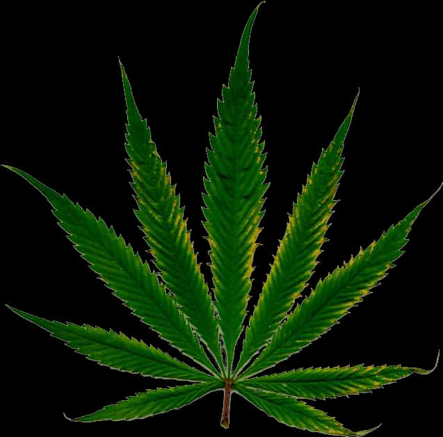 Cannabis Leaf Isolated Black Background PNG Image