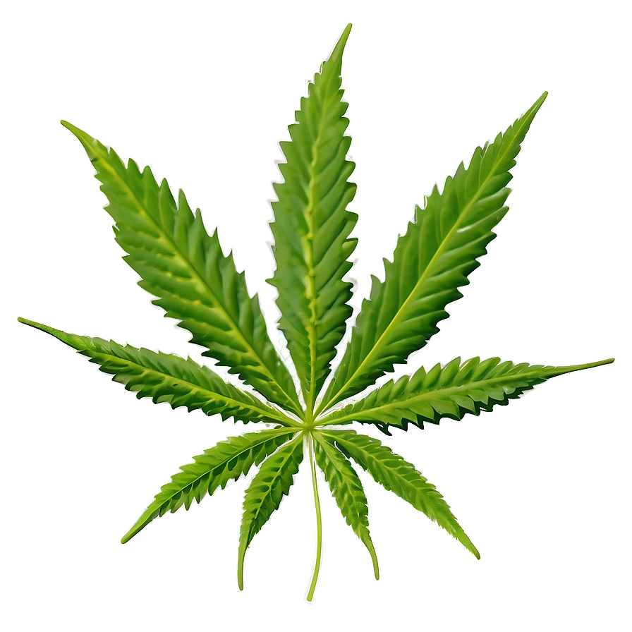 Cannabis Leaf Pattern Png Lfb29 PNG Image