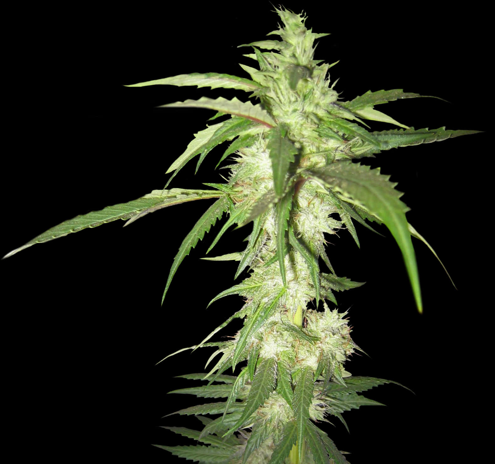 Cannabis Plant Black Background.jpg PNG Image