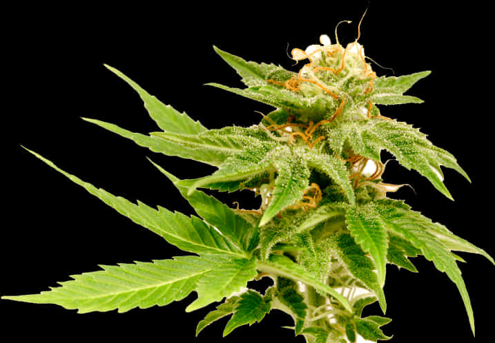 Cannabis Plant Closeup PNG Image