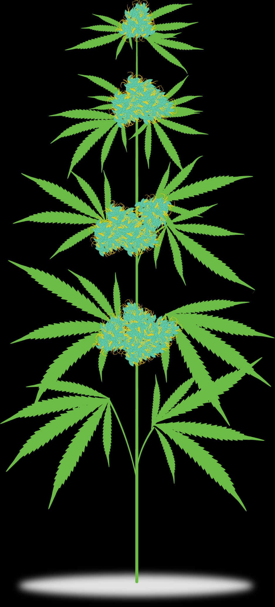 Cannabis Plant Illustration PNG Image