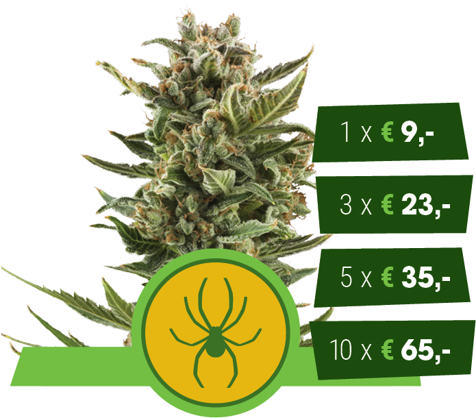 Cannabis Price List Spider Logo PNG Image