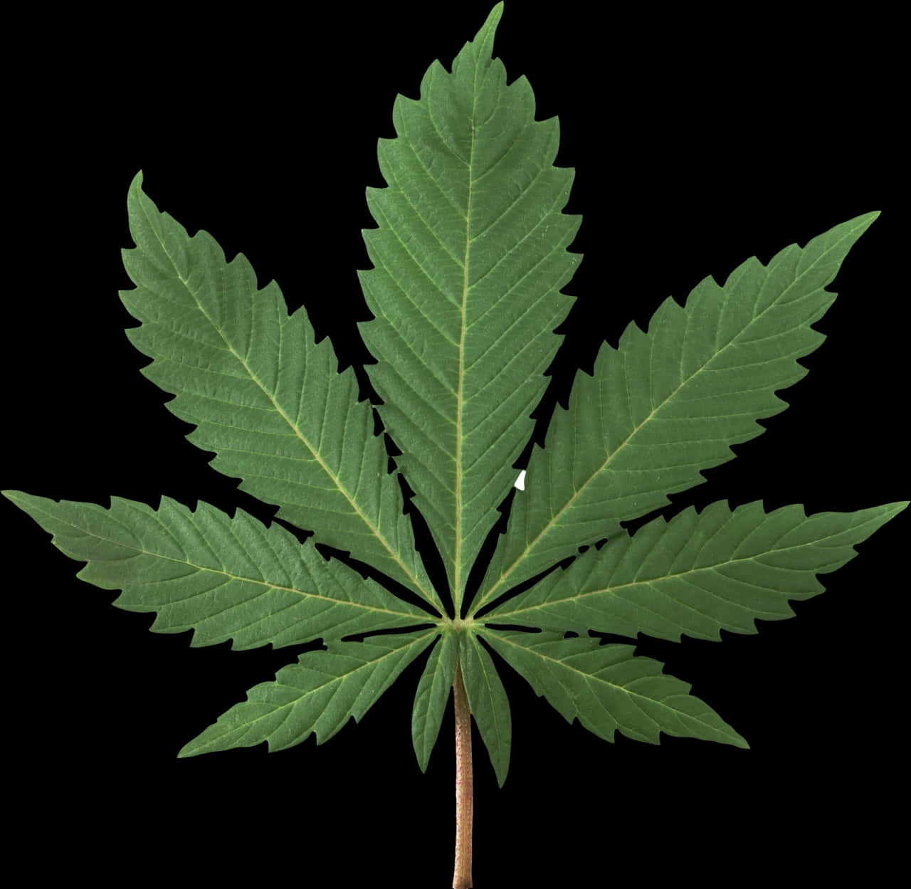 Cannabis Sativa Leaf PNG Image