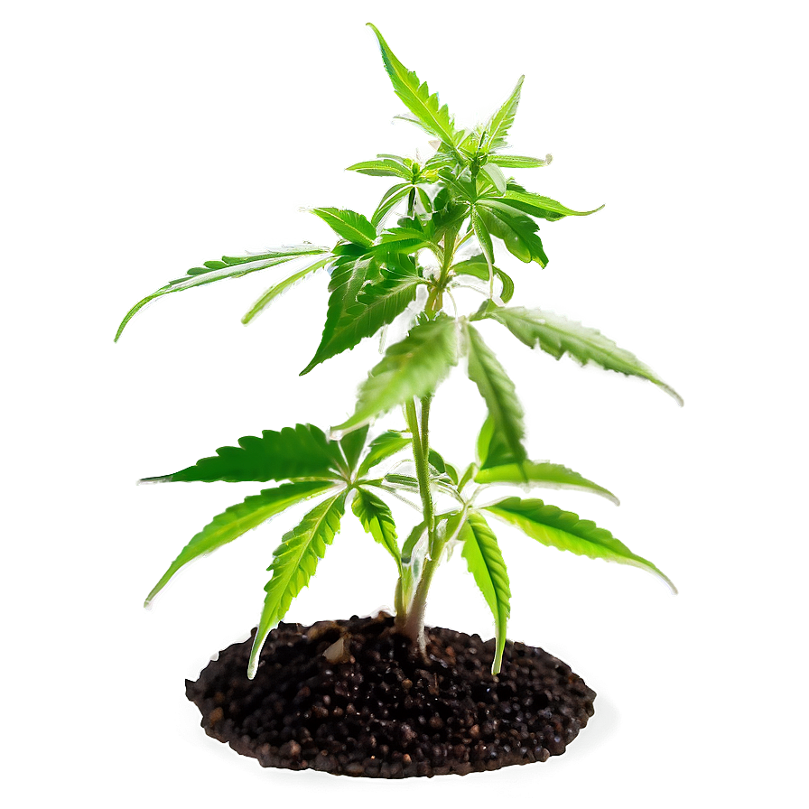 Cannabis Seedling Png Brs PNG Image