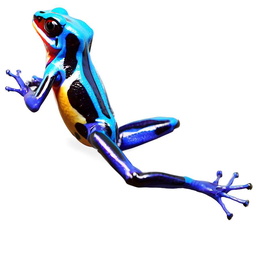 Captivating Poison Dart Frog Png 06132024 PNG Image