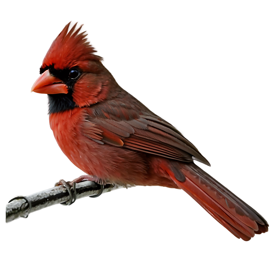 Cardinal Bird Png Upl PNG Image