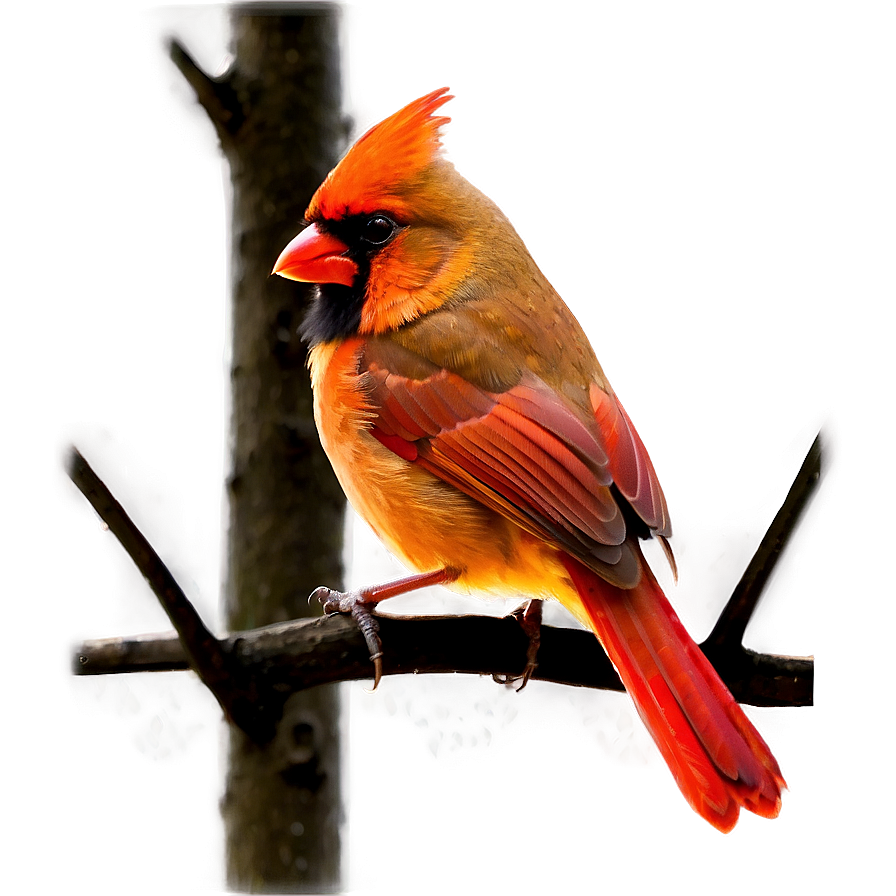 Cardinal Bird Red Png Gmo92 PNG Image